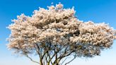 Trees with fragrant blossoms perfect to grow in Irish gardens