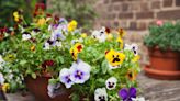 What temperature will kill my pansies? Experts explain when to give these flowers an extra layer of protection