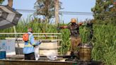 Pipelines feeding major refineries stay shut as Bayou Lafourche oil spill cleanup continues