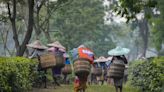 Price rises brewing for tea drinkers as extreme weather hits harvests