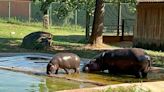 Hipopótamo-pigmeu em risco de extinção nasce no Zoo Santo Inácio