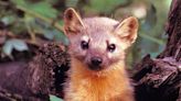 Off-road vehicles in coastal marten habitats prompt lawsuit against US Forest Service