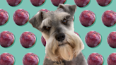 Can Dogs Eat Plums? A Vet Weighs in on This Summer Stone Fruit
