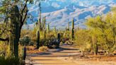 Saguaro National Park gets new superintendent to protect iconic cacti