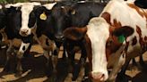 There's bird flu in US dairy cows. Raw milk drinkers aren't deterred