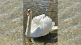 Swan shot by arrow in Johnston