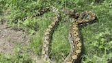 Houma man finds giant snake in backyard