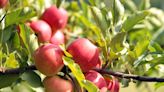 Go apple picking, enjoy concerts and be with the family this weekend in Newport County