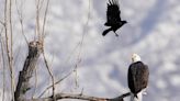 A bald eagle was shot in Cedar City. Now there is a $10,000 reward to find who did it.