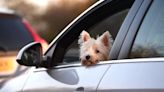 Dog owners issued warning over fines for breaking Highway Code driving rules