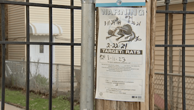 ‘Never seen rats this bad:' Portage Park residents demand further action to tackle infestation