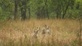 WATCH: Cheetah ‘Gamini’ And Her 5 Cubs Play In The Rain At Kuno National Park In Madhya Pradesh