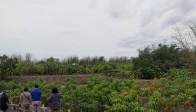 高雄市改良種芒果及茂林區本地種芒果 農損救助即日起受理 | 蕃新聞
