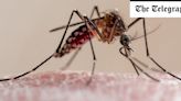 Britons catching malaria at highest level in 20 years