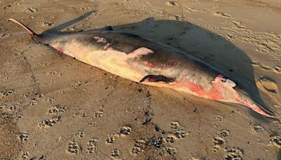 Beaked whale washes ashore on beach in Spring Lake, New Jersey