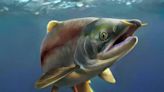 體長近3米！史前巨鮭考古新發現 「劍齒」變「獠牙」
