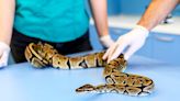 Medical Workers Ask Venomous Snake Bite Victims to Stop Bringing Snakes to the Hospital