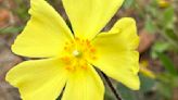 Name this plant | With these cheerful yellow blooms, no costume is needed