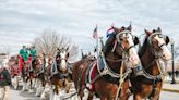 The Budweiser Clydesdales are coming to Zanesville July 16-21