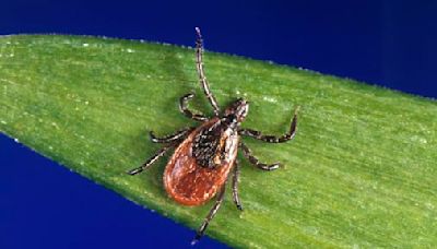 Tick activity has surged early amid New England’s unusually warm winters - The Boston Globe