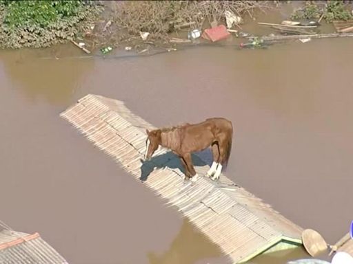 Brasil: rescate de 10.000 animales domésticos en Río Grande do Sul muestra de una tendencia social