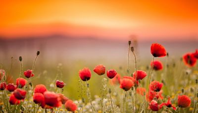 This Is Why the Red Poppy Is a Symbol of Memorial Day