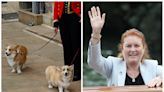 Prince Andrew's ex-wife Sarah Ferguson adopted the Queen's last 2 corgis — and says she panics whenever they run after a squirrel