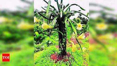 Dragon Fruit Cultivation on the Rise in Coastal Areas | Mangaluru News - Times of India