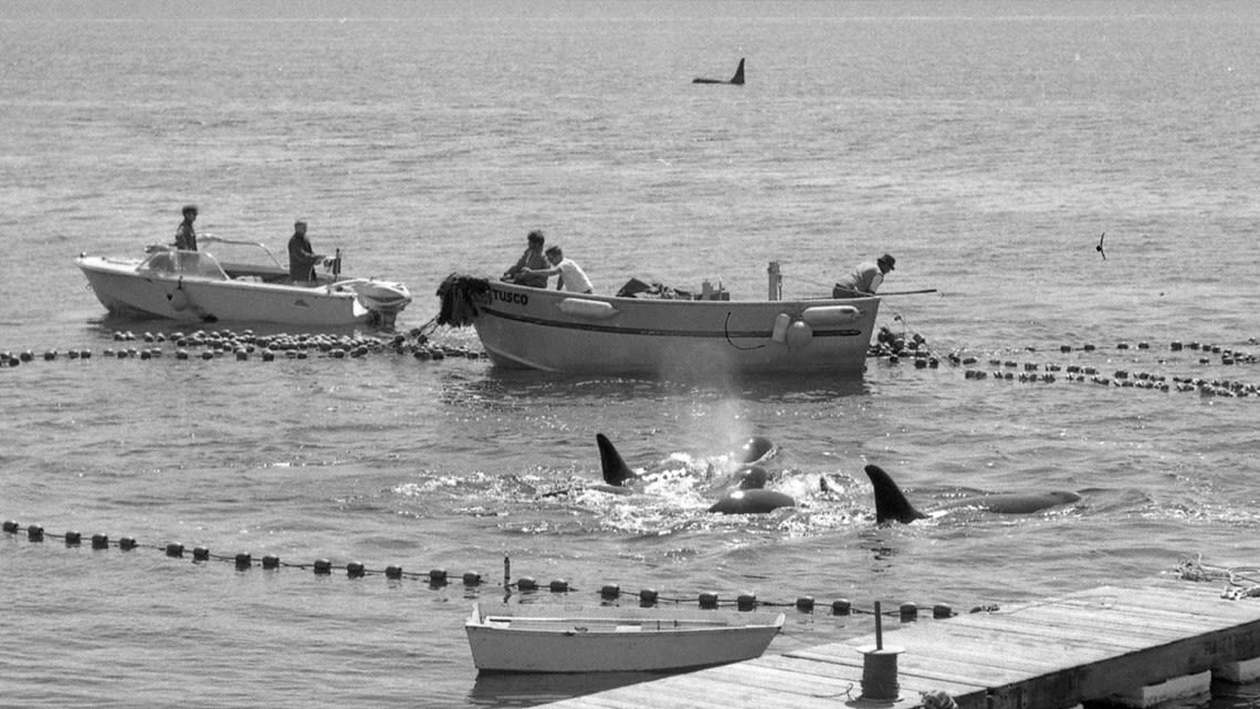 The race to save our orcas: How the Southern Resident population reached an alarming low point