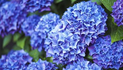 Hydrangeas grow larger and more beautiful flowers if you follow 1 essential task