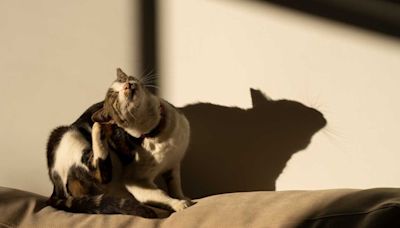 How to Get Rid of Fleas On Cats: It’s Time to Bite Back