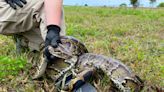 Una pitón de 18 pies engulló un caimán entero en la Florida. Un video viral muestra lo que ocurrió después
