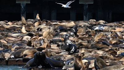 有片／超壯觀！逾千隻海獅舊金山碼頭「躺平」 數量創15年新高