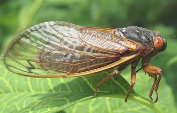 Chicago-area cicadas may soon be infected with STD that turns them into ‘zombies’