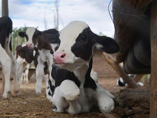 Dinamarca busca cobrar un impuesto por “flatulencias de vacas y cerdos” para cuidar el ambiente | Mundo