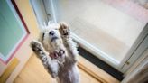 Internet obsessed with dancing cockapoo "feeling the Friday mood"