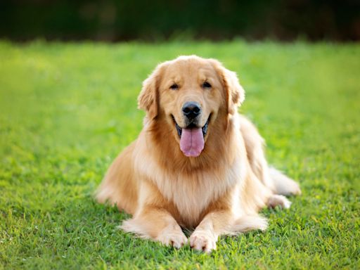 Heartfelt Moment Golden Retriever with Harry Potter-Inspired Name Meets Baby Brother Is Full of Magic