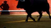 Qué pasará con los toros de lidia tras la prohibición de las corridas de toros en Colombia