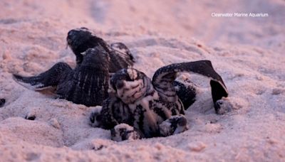 Video captures rare baby Leatherback turtles in Pinellas County