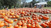 Face painting, petting zoo, and mazes. Pumpkin patches bring more than pumpkin picking.