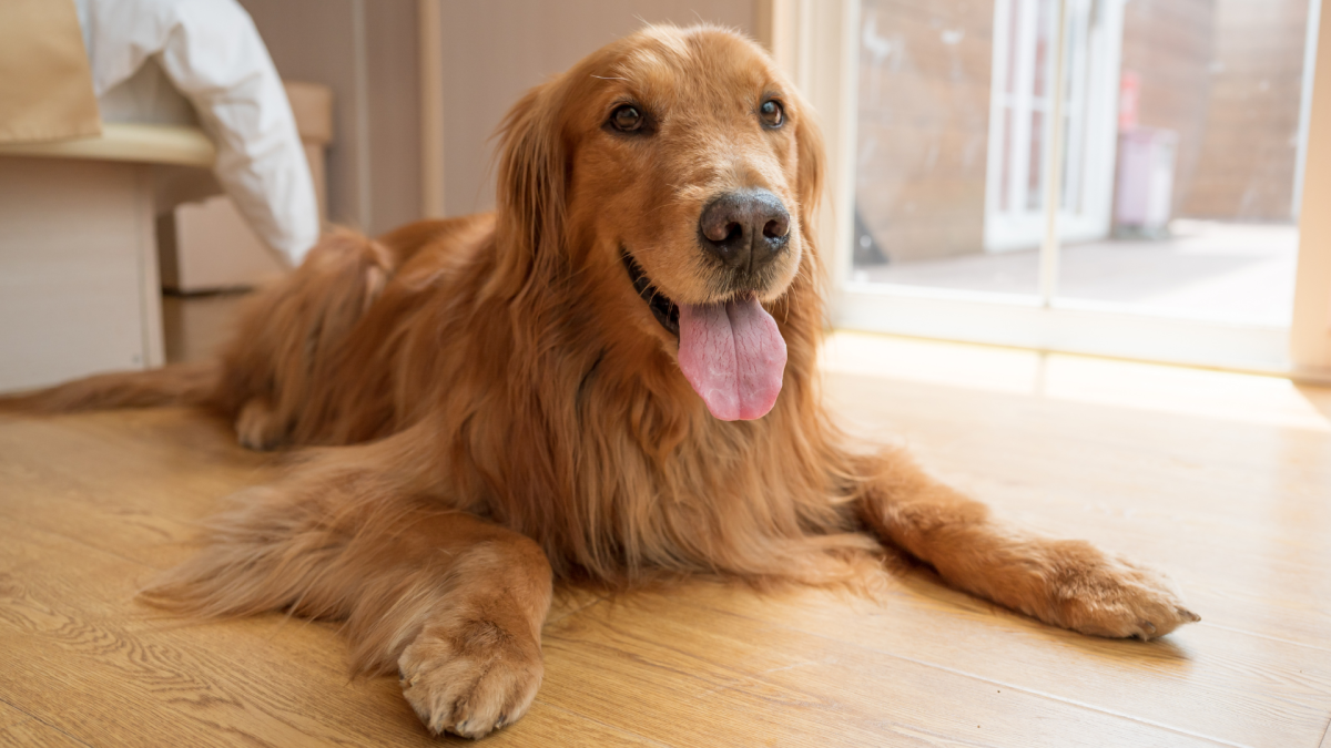 List of Things Golden Retriever Has Eaten and Survived Is Mind-Blowing