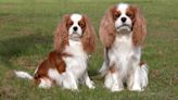 Cavalier King Charles Spaniels Hop on Board Internet Trend With Precious and Educational Video