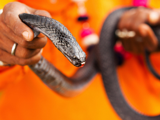 Man caught smuggling over 100 live snakes hidden in trousers