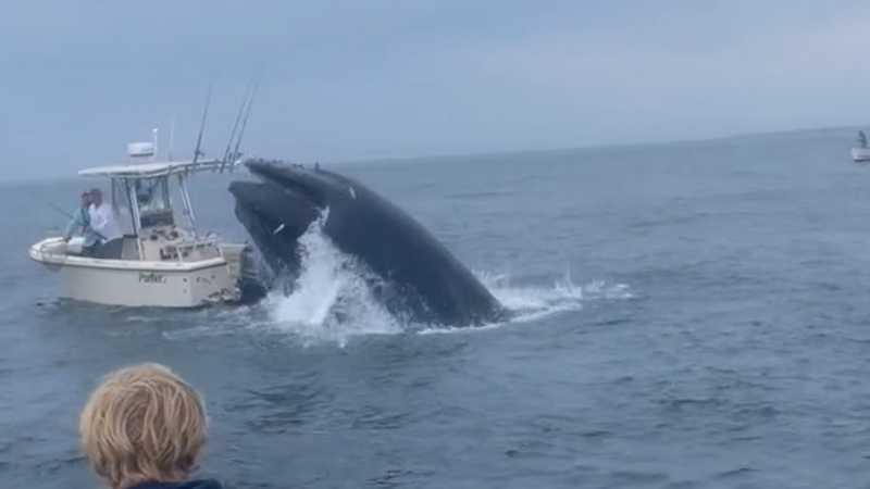 Breaching whale slams into a boat off the coast of New Hampshire