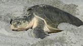 Rare Kemp Ridley sea turtle spotted nesting in St. Augustine Beach