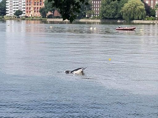 Appeal for people to stay away from dolphin spotted in River Thames