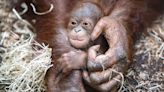Call for Scots firm linked to orangutan row to be barred from renewable leases