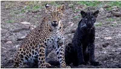 Bagheera, the black panther cub, seen with mother in rare sight at Pench Tiger Reserve
