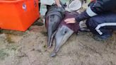 快新聞／「老梅綠石槽」驚傳4鯨豚擱淺 海巡急灑水保濕