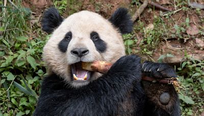 Una pareja de pandas gigantes viajará de China a San Diego dentro de un acuerdo de conservación